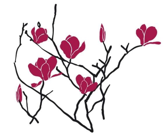 Illustration, vinröda magnoliablommor och svarta kvistar